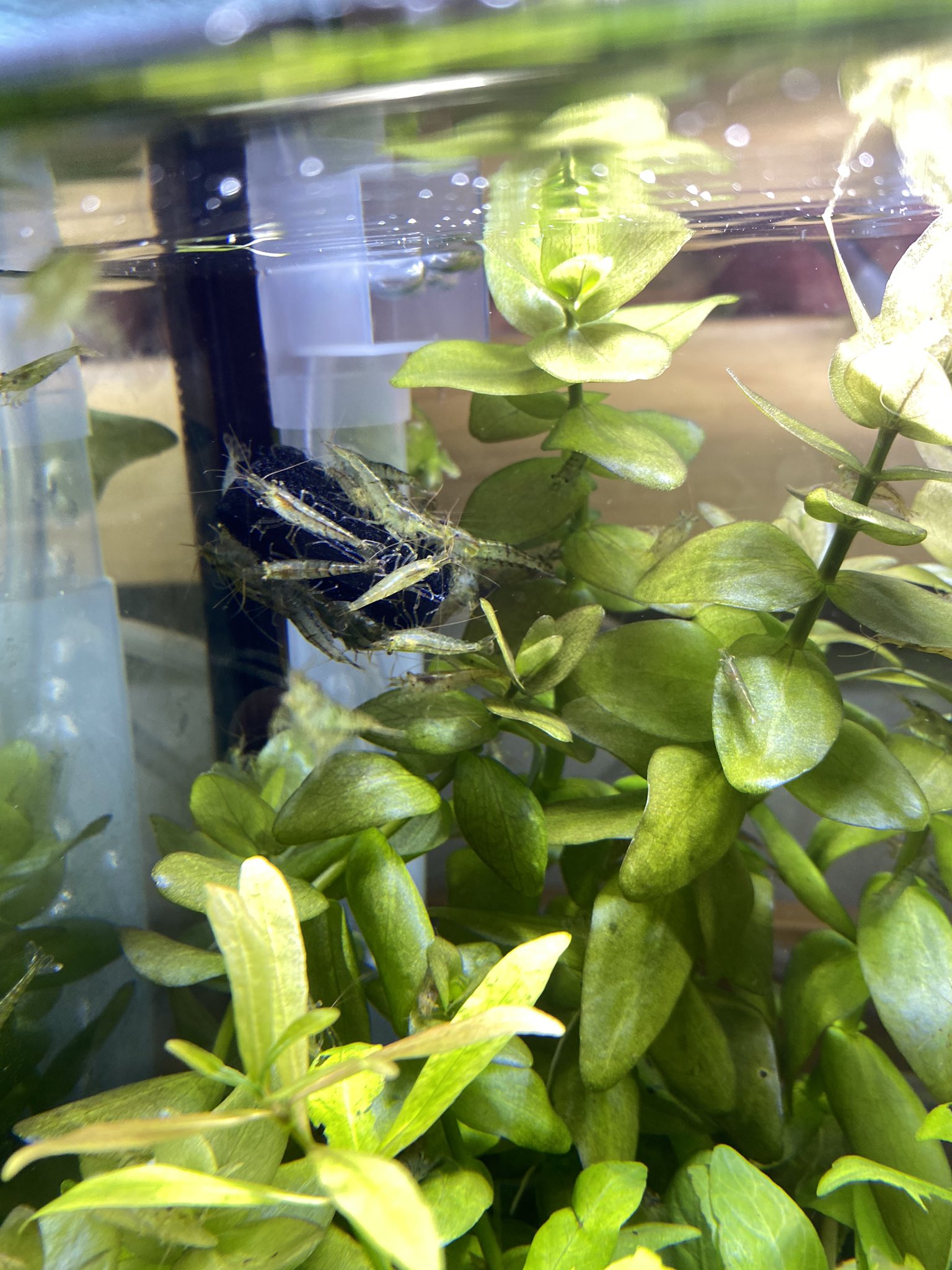 なな 初心者 Putit Aquarist Twitter