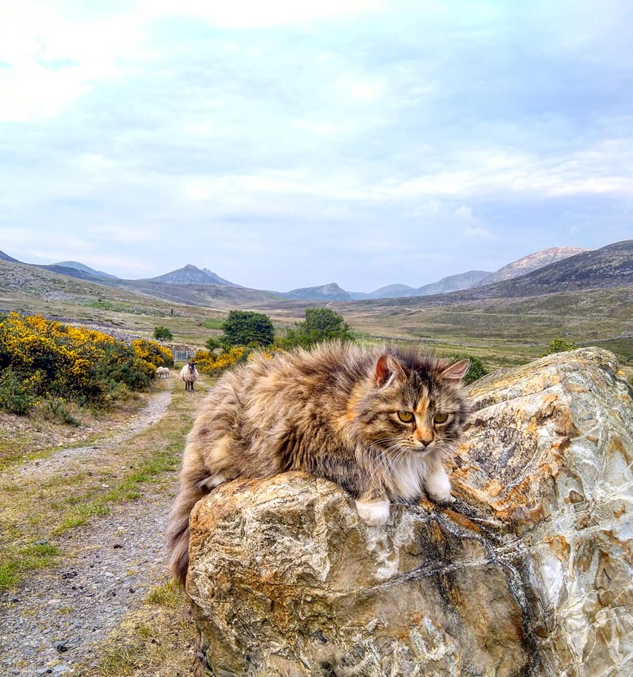 Beautiful Mourne Mountains, Co Down, N  #Ireland. Mournes are made up of 12 mountains with 15 peaks & include the famous Mourne wall (keeps sheep & cattle out of reservoir)! Area of Outstanding Natural Beauty. Partly  @NationalTrustNI. Daniel Mcevoy (with lovely cats!)  #caturday