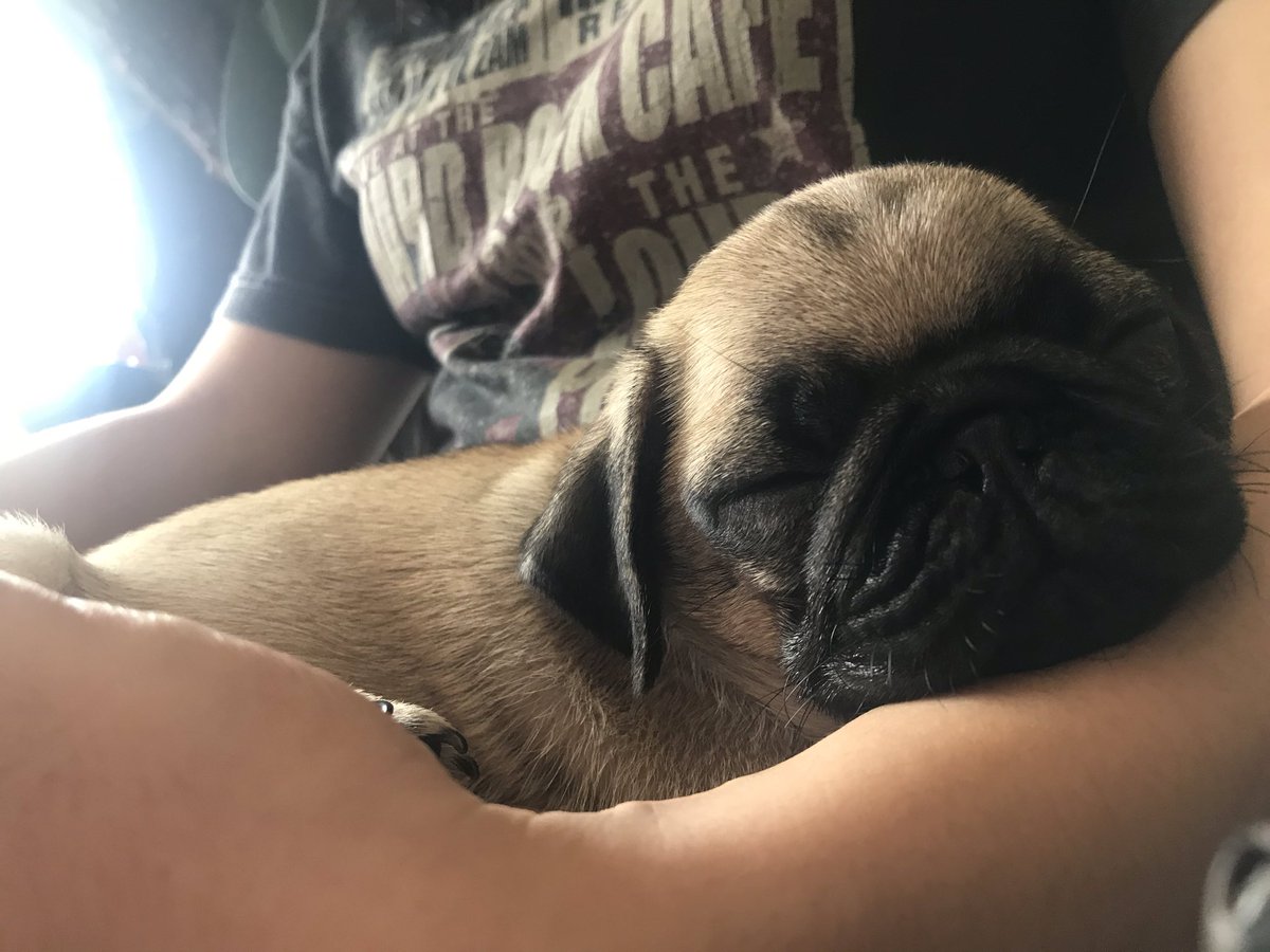 Nethellaa's tweet photo. I can’t believe I’m even saying this, but today I was able to cross off a life goal I had...

I’m a dog mom, officially!!!! Meet my sleepy baby, Theo. 🥺💓 https://t.co/hWigwBQlj9