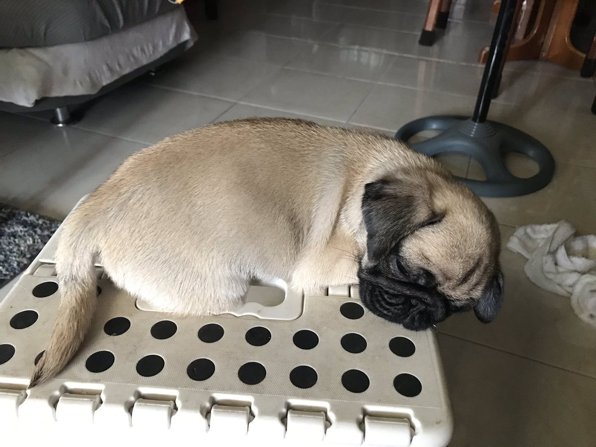 Nethellaa's tweet photo. I can’t believe I’m even saying this, but today I was able to cross off a life goal I had...

I’m a dog mom, officially!!!! Meet my sleepy baby, Theo. 🥺💓 https://t.co/hWigwBQlj9