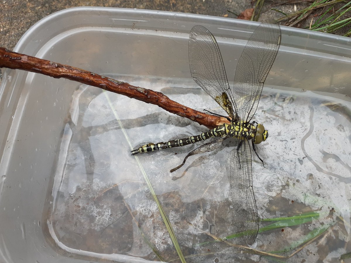 I gave Betty a shallow bit of pond water so she could have a drink.