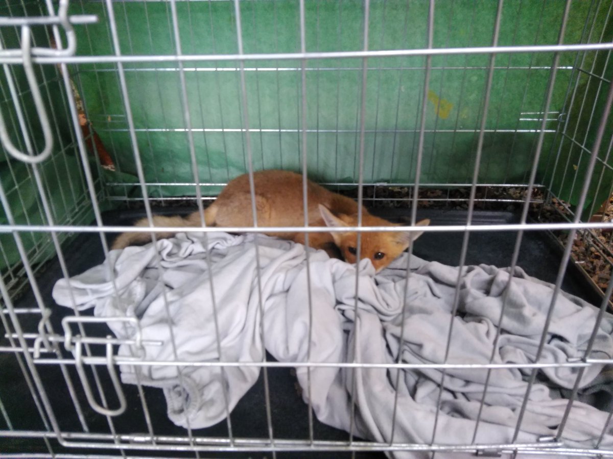 W-Technika tweet media