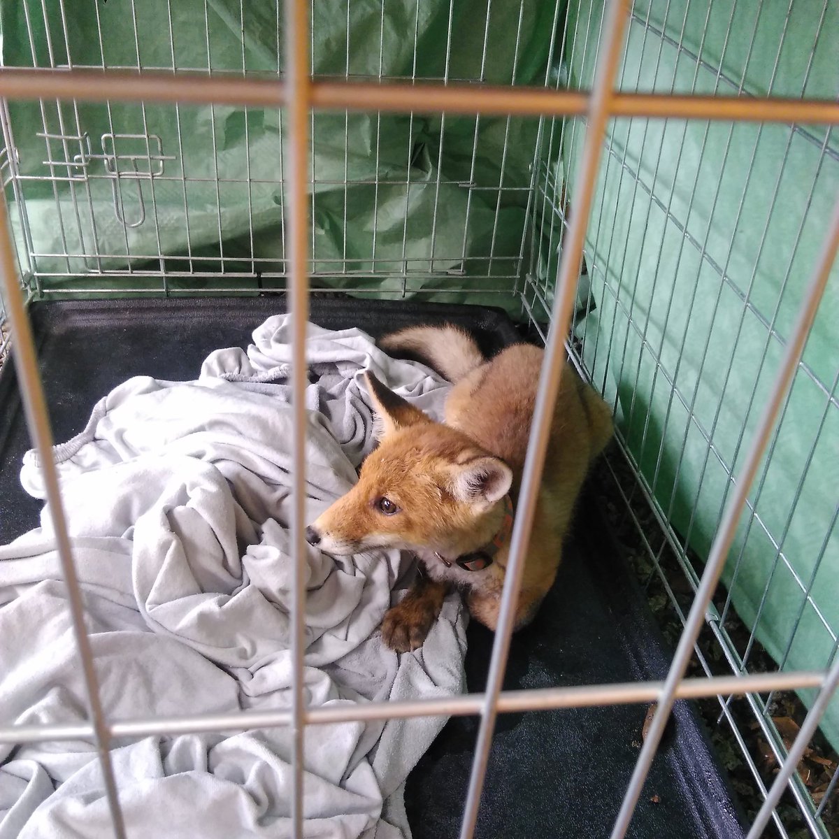 W-Technika tweet media