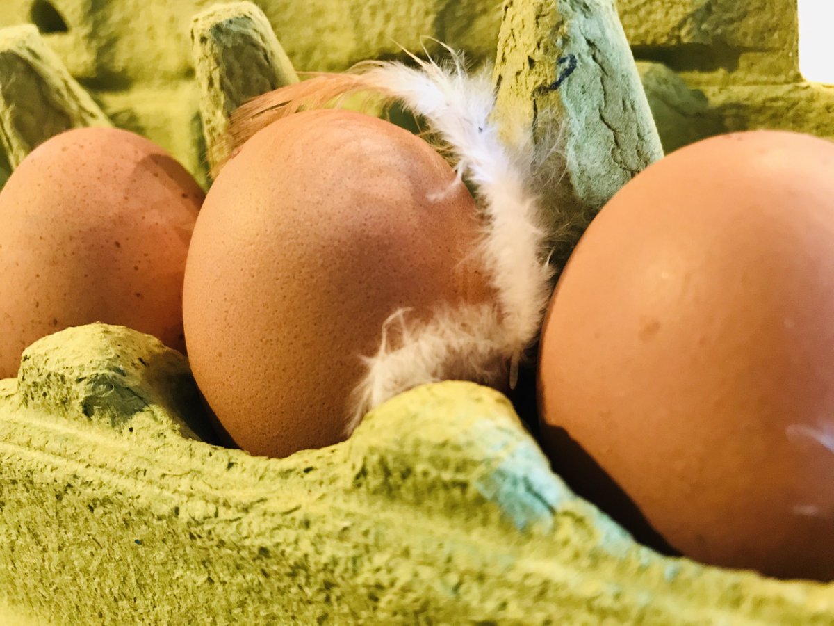 Blogzout's tweet photo. Ik word altijd blij als er een veertje bij de eitjes zit https://t.co/WgcjrIqste