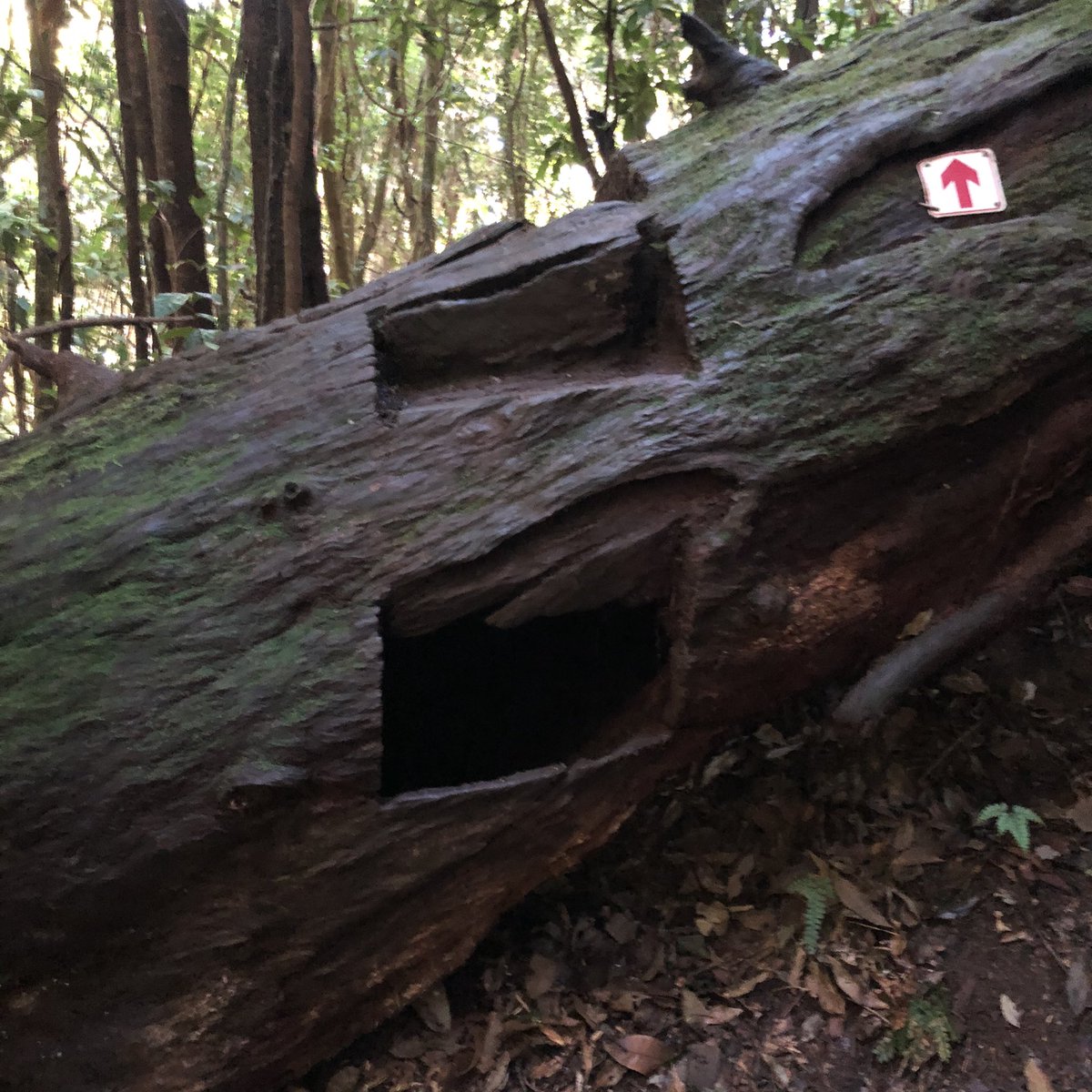 Jon Alchin tweet media