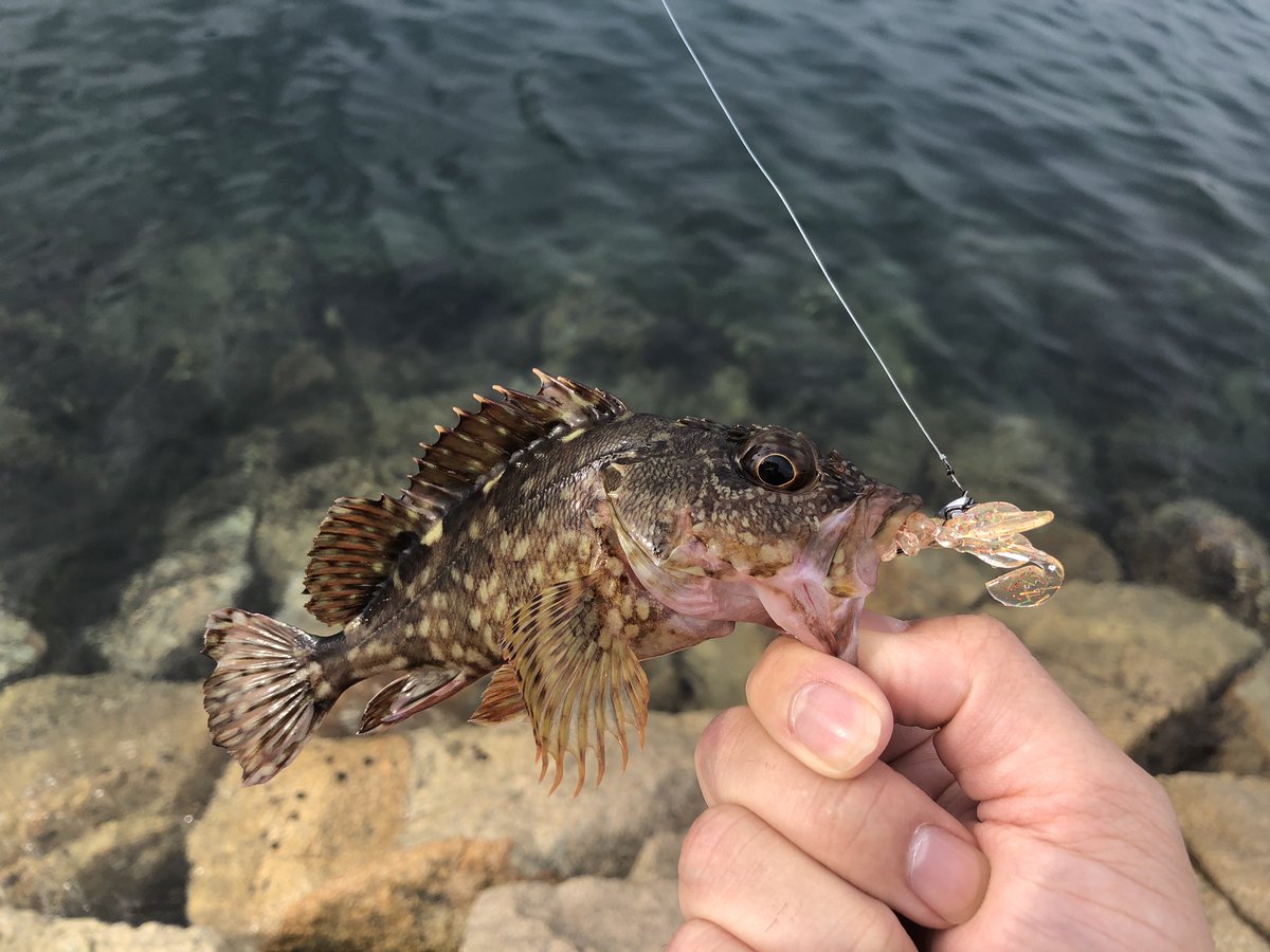 Tky ジュラクローxgはデコイさんのスライドボム Sv 45にセットして使いました タケノコメバルはジュラクロー逆付けだとシンカーとフックのジョイント部の金具にかかるという事象が度々発生 ジュラクローの頭を狙って食っているんだなぁとわかる経験で