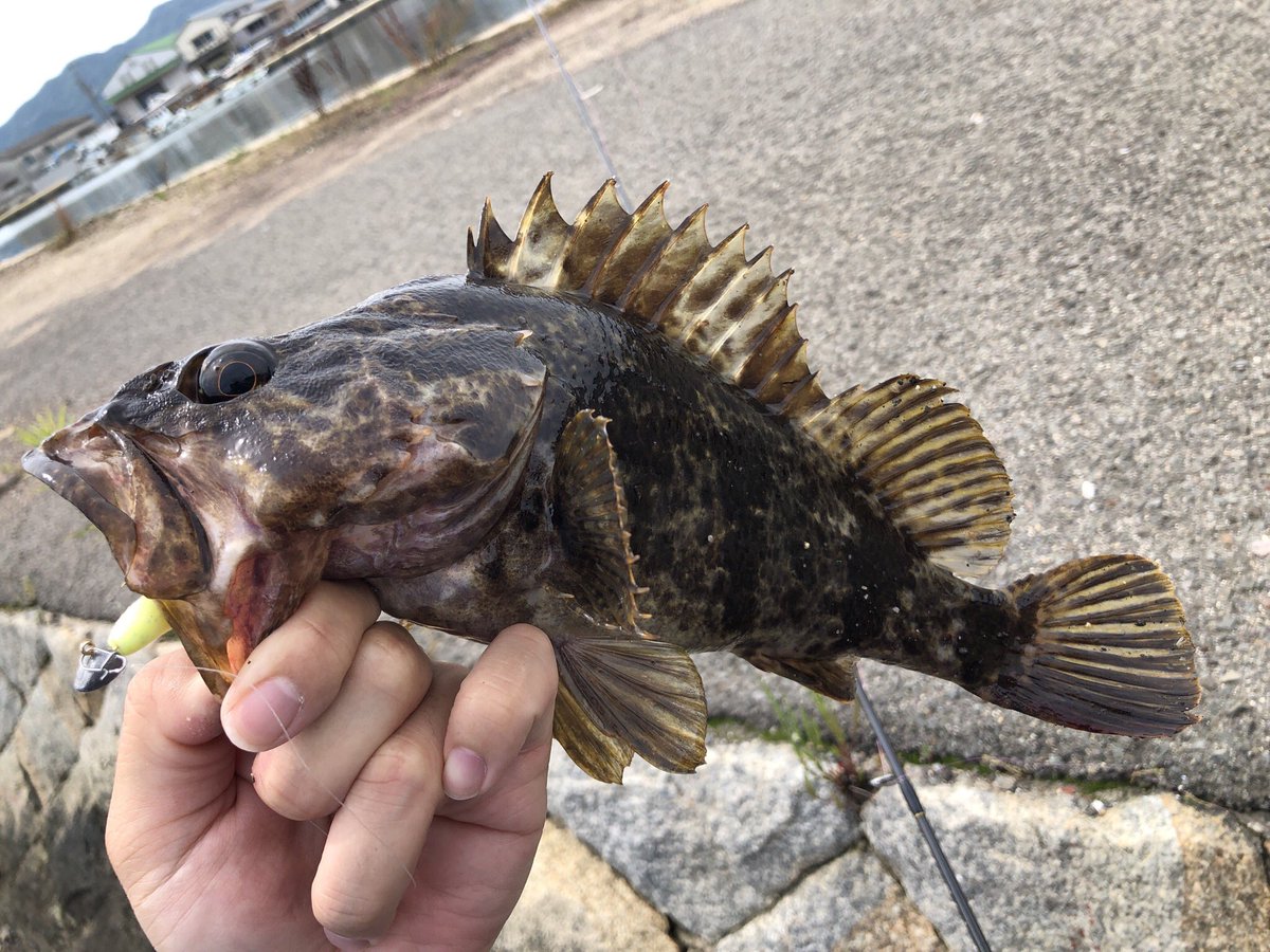 Tky ジュラクローxgはデコイさんのスライドボム Sv 45にセットして使いました タケノコメバルはジュラクロー逆付けだとシンカーとフックのジョイント部の金具にかかるという事象が度々発生 ジュラクローの頭を狙って食っているんだなぁとわかる経験で