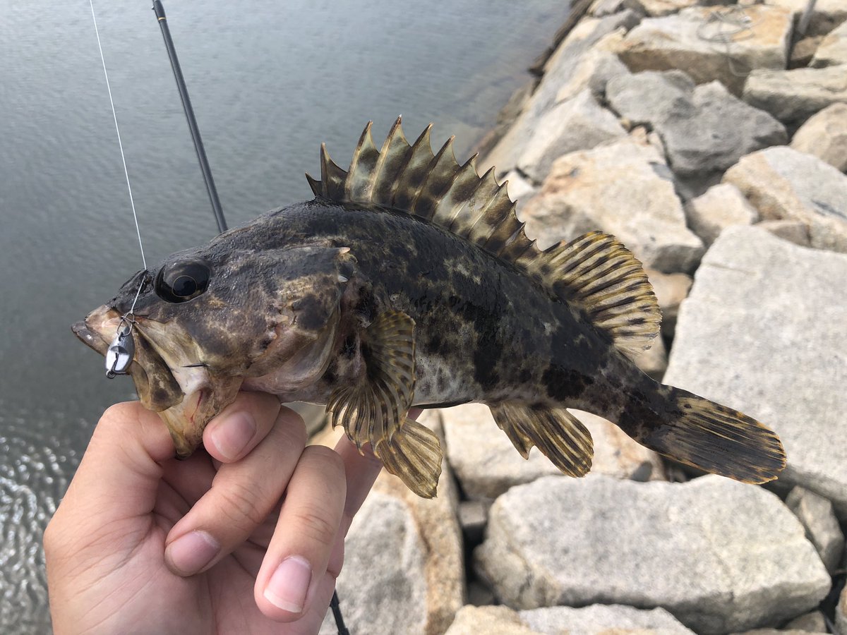 Tky ジュラクローxgはデコイさんのスライドボム Sv 45にセットして使いました タケノコメバルはジュラクロー逆付けだとシンカーとフックのジョイント部の金具にかかるという事象が度々発生 ジュラクローの頭を狙って食っているんだなぁとわかる経験で