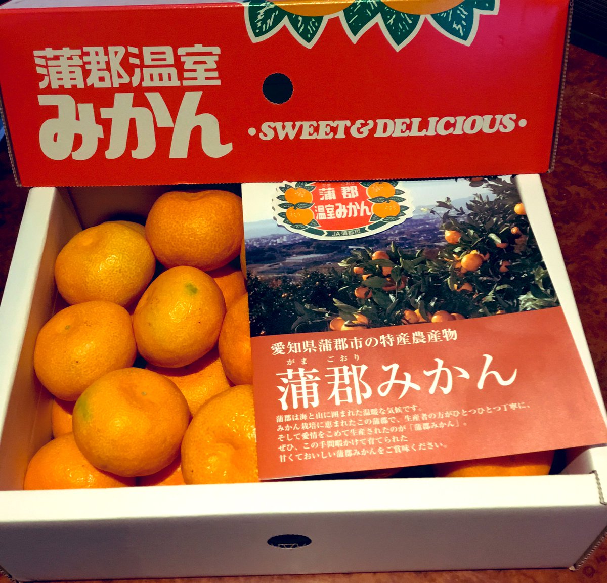 蒲郡温室みかん 蒲郡温室みかん