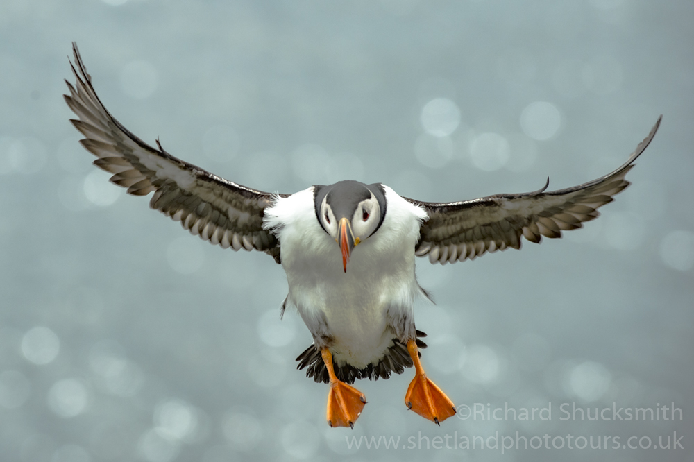 A sequence of the puffin coming into land #Shetland