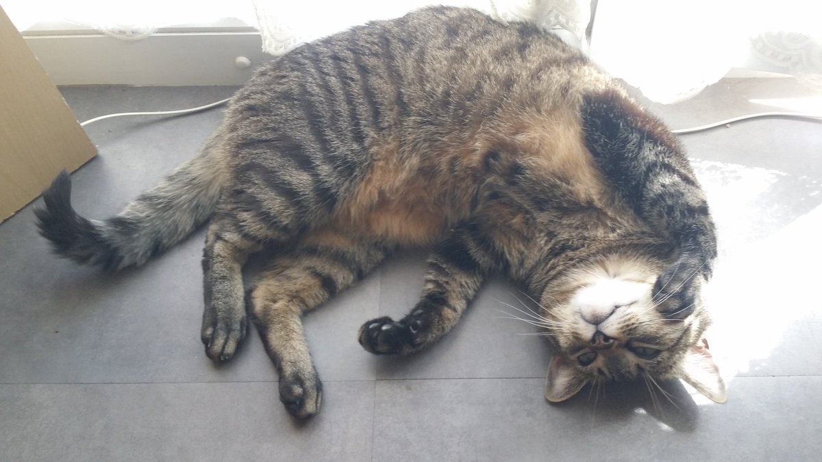 France Culture Ce Sont Les Vraies Stars D Internet Ces Petits Chats Mignons Qui Donnent Une Soudaine Envie De Betifier Mais Pourquoi Au Juste Voici Comment Une Strategie Bien Ficelee