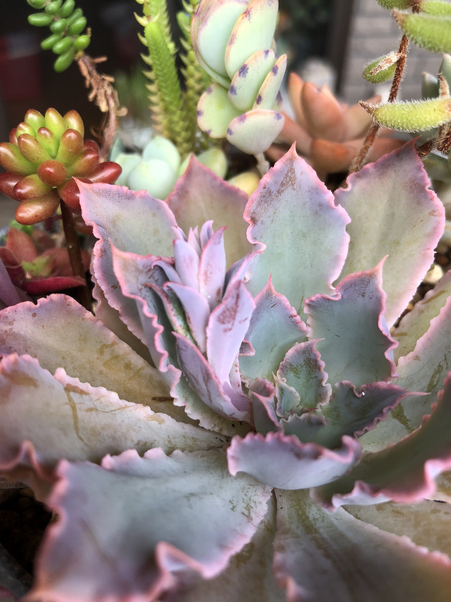 ネコスマッシュ 子株か思ったけど 花芽かしら 多肉植物 ネオンブレーカーズ T Co Hfowounlh1 Twitter ネコスマッシュ 子株か思ったけど 花芽かしら 多肉植物 ネオンブレーカーズ T Co Hfowounlh1 Twitter