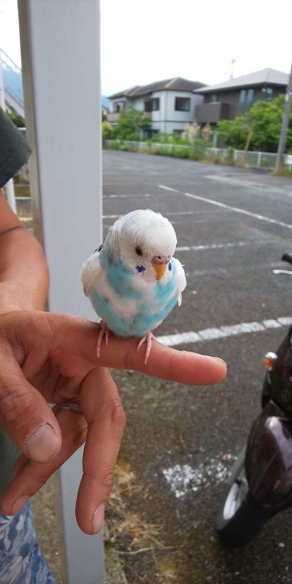 syuku625's tweet photo. 【拡散希望】
20日16時頃、小田原市久野でセキセイインコを保護しました。
心当たりのある方はまずDMにご連絡下さい！
また、弱っている様なので手当ての方法など教えて下さい。

迷子インコちゃんの情報を登録するネットワークとかあるのかな…
交番？ https://t.co/ldSL6SUmjQ