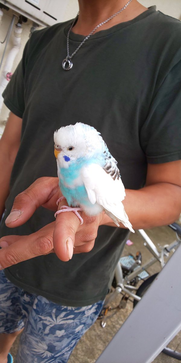 syuku625's tweet photo. 【拡散希望】
20日16時頃、小田原市久野でセキセイインコを保護しました。
心当たりのある方はまずDMにご連絡下さい！
また、弱っている様なので手当ての方法など教えて下さい。

迷子インコちゃんの情報を登録するネットワークとかあるのかな…
交番？ https://t.co/ldSL6SUmjQ