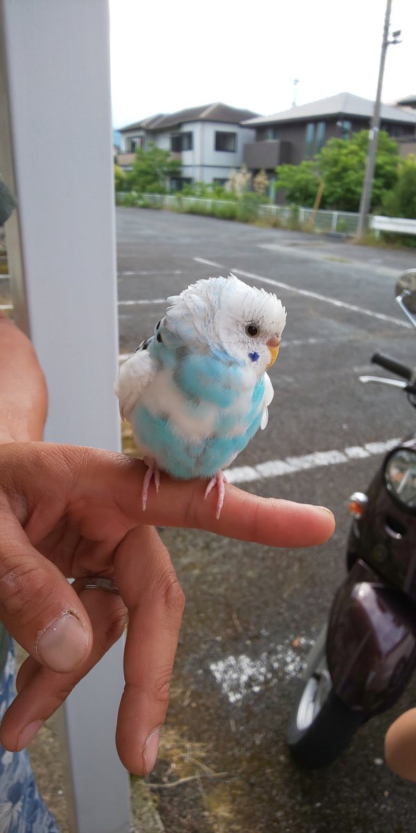 syuku625's tweet photo. 【拡散希望】
20日16時頃、小田原市久野でセキセイインコを保護しました。
心当たりのある方はまずDMにご連絡下さい！
また、弱っている様なので手当ての方法など教えて下さい。

迷子インコちゃんの情報を登録するネットワークとかあるのかな…
交番？ https://t.co/ldSL6SUmjQ