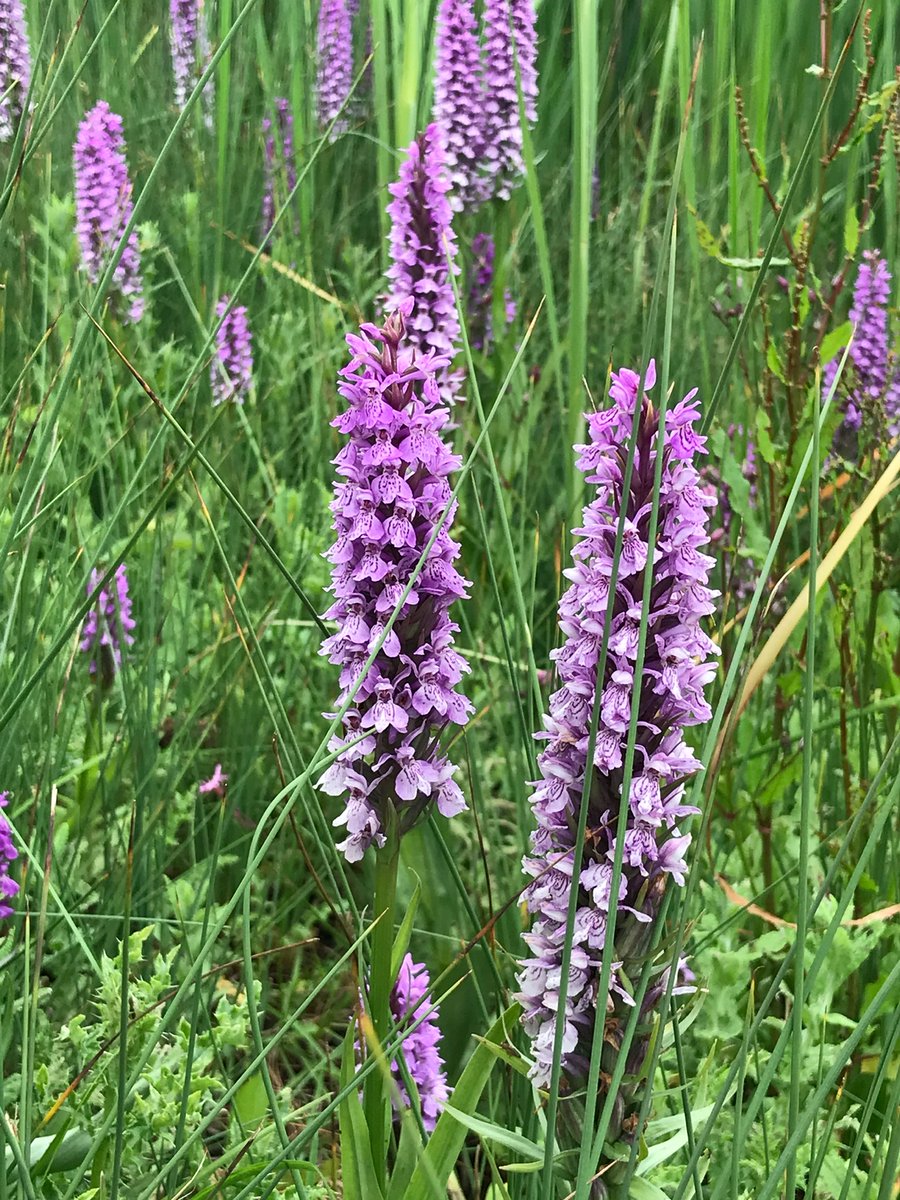 CropShots's tweet image. Spectacular sight @Woodbury_Park Dactylorhiza praetermissa Southern Marsh Orchids