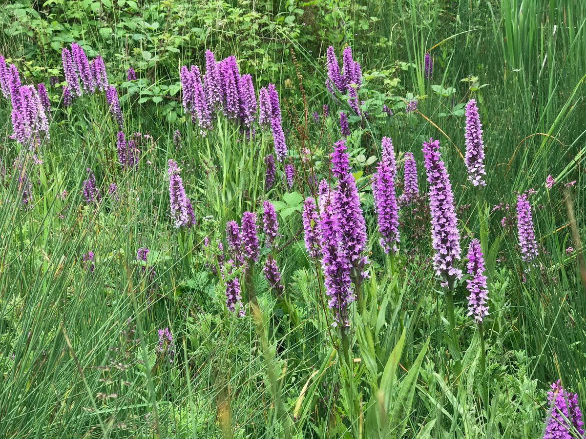 CropShots's tweet image. Spectacular sight @Woodbury_Park Dactylorhiza praetermissa Southern Marsh Orchids