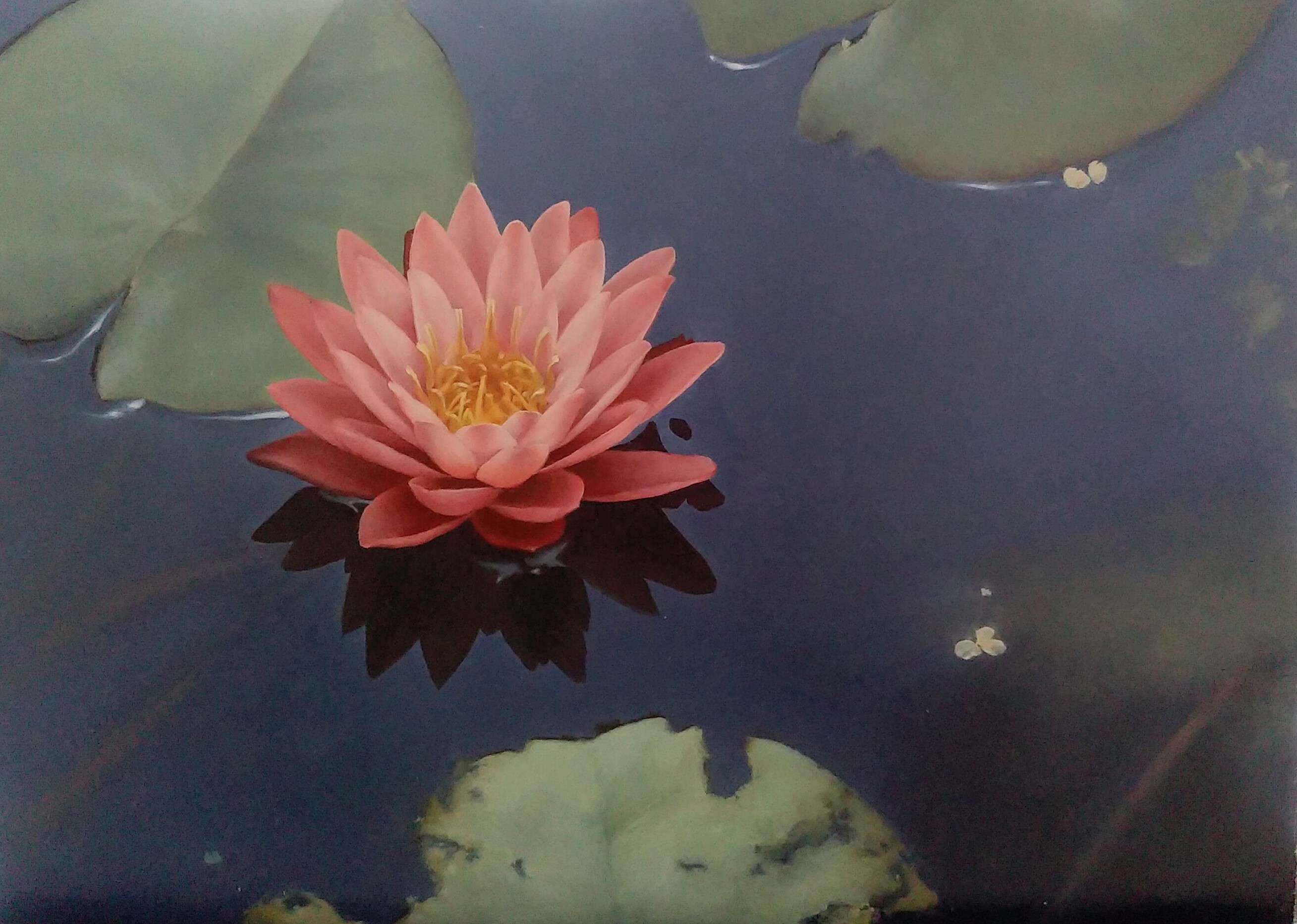 中尊寺ハスの花咲く」 油彩画・油絵 www.paradisefitnesscity.com