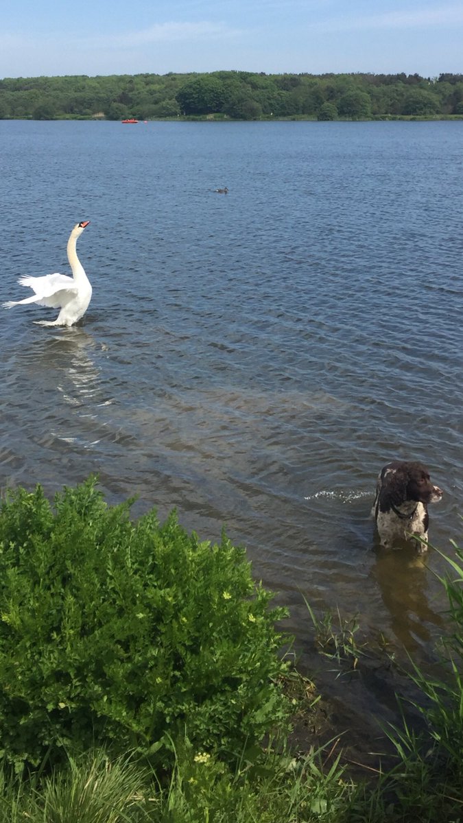 SpanielsSuper's tweet image. I am so not a wuss! 😡 I’m big and brave and well mannnered and respectful and they hissed and ........ I ran as fast as I could to follow their instructions! So there !! #HowVeryDareShe #MumTheCatIsBeingMeanAboutMe #SoNoFair #CatSidingWithSwans #SwansAreMean #Spoilsports