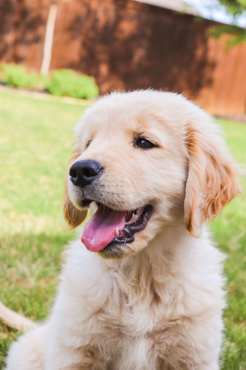 Ｐｕｐｐｙ　Ｆｒｉｄａｙ (on a Saturday) 🐶🥰 #SynomedicPlus #EQMedic #SynomedicPet #Dog #Pet #PuppyFriday