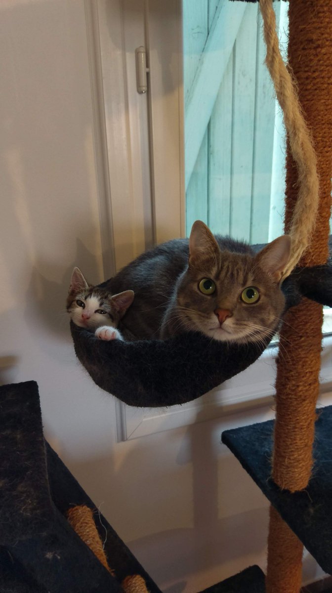 XTaZe29's tweet photo. Il y a deux ans pendant que je fesais une tournée a vélo (facteur) je tombais nez a nez avec un petit chaton d'1,5 mois seul sous une voiture, j'ai craqué, j'ai pas réfléchi et aujourd'hui je suis extrêmement fière de mon choix 🥰
#MaPetitePatate #Ouna https://t.co/OESAGyJgbB