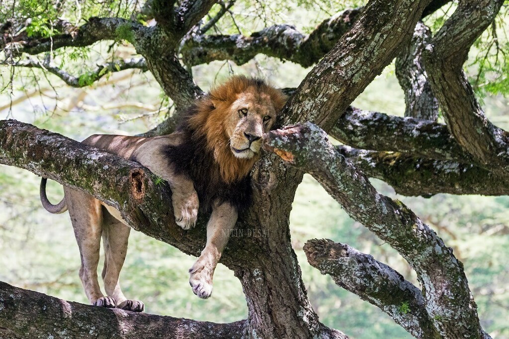 Lazy Weekend...
#lion #masaimara #masaimaranationalpark #wildlife #wildafrica #picoftheday #photography #photooftheday #canonindia #canonindiaofficial instagr.am/p/CBpi9olAJin/