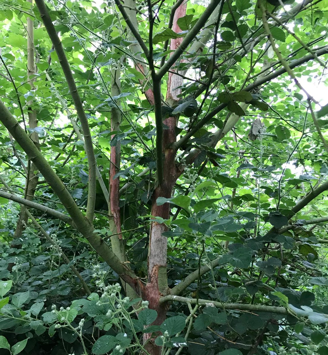 It is  grey squirrel bark stripping season. Fresh bark stripped from young willow this week. What damage have you spotted? Case studies counting the cost of squirrel damage in a small woodland ow.ly/Zcvz50A7OH1 and in oak plantation ow.ly/RpkD50A7OGZ