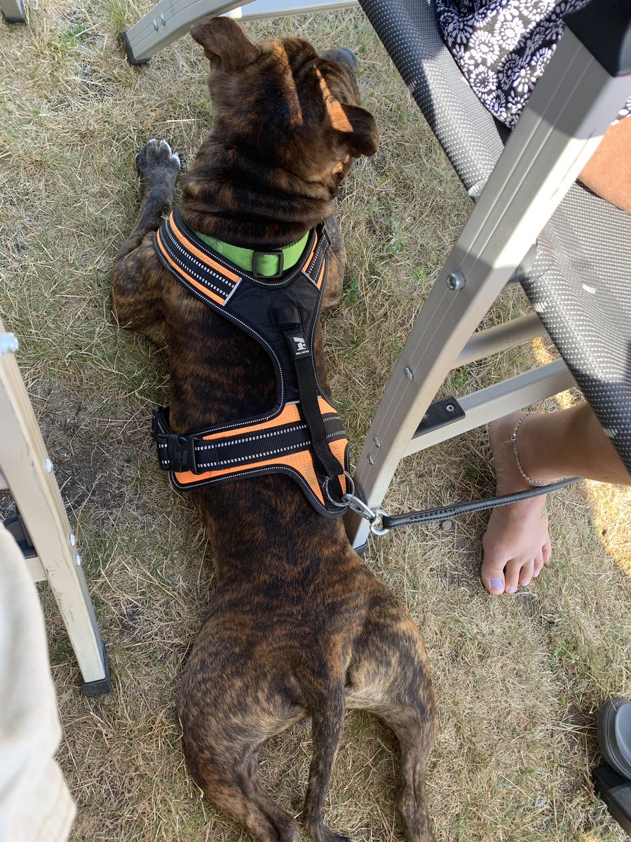 BassThumber's tweet photo. #Kenny #flatdog ๐๐ค https://t.co/8ZEw2akLwK