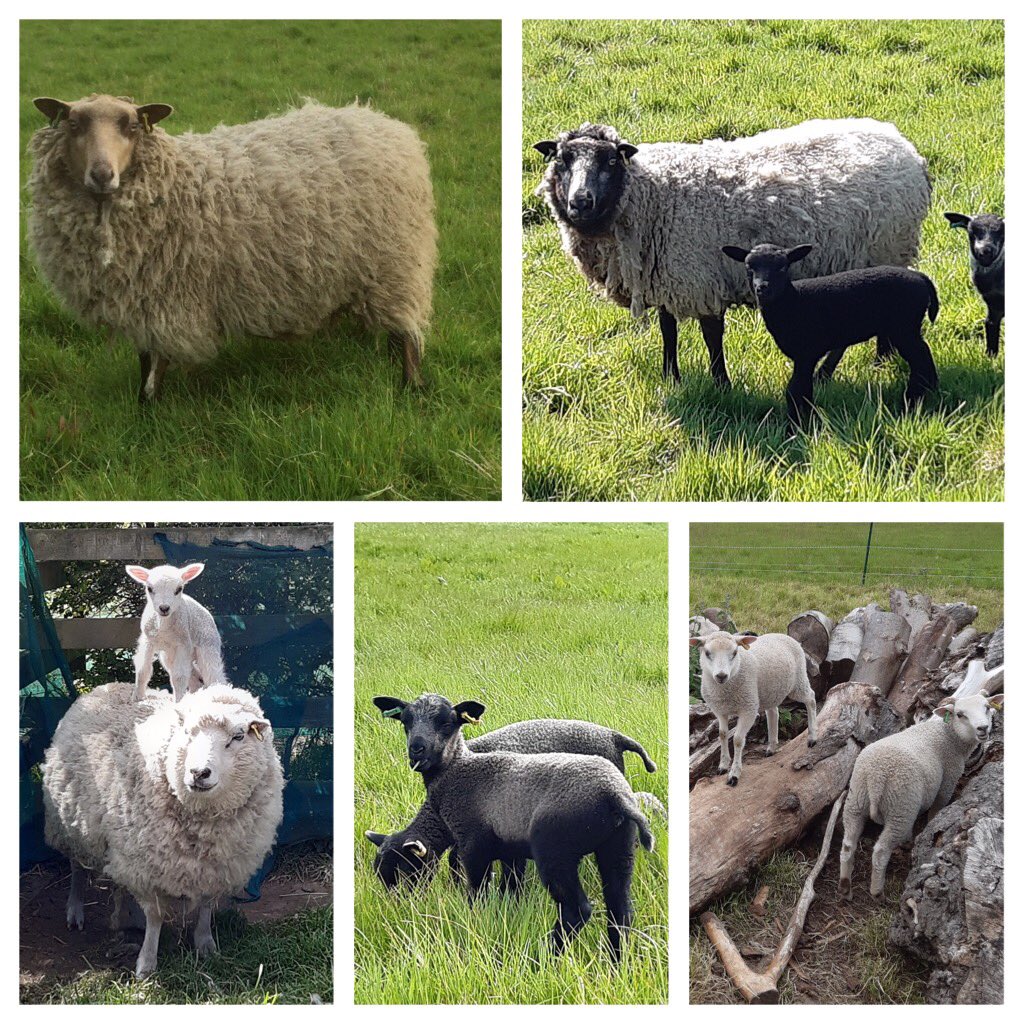 RBST_Caledonian's tweet photo. Day 3 #RBST Breed Focus @ScotlandRHShow 2020

Sheep: Shetland
#RBSTWatchlist status: Group 6 UK Native Breed

A small primitive fine boned sheep with superb mothering abilities, its a popular choice due to its ease of handling &amp; attractive appearance.

#GoNative
#NativeBreeds
1/3 https://t.co/bOvmzw2xWR