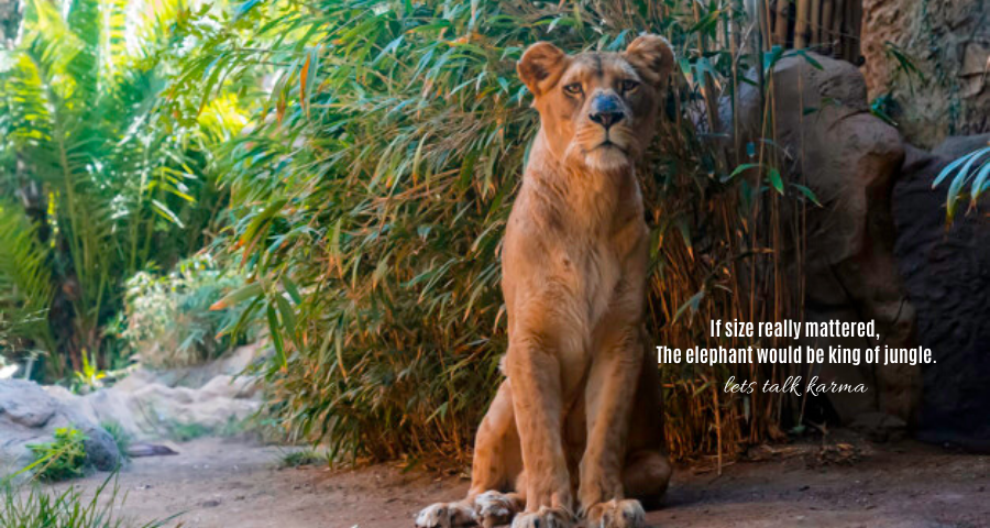 LetsTalkKarma's tweet photo. If size really mattered, The elephant would be king of jungle.
#mindsetofachampion #motivatingquotes #lifemotivation #goodquotes #goodposts https://t.co/wnyiMXWi5w