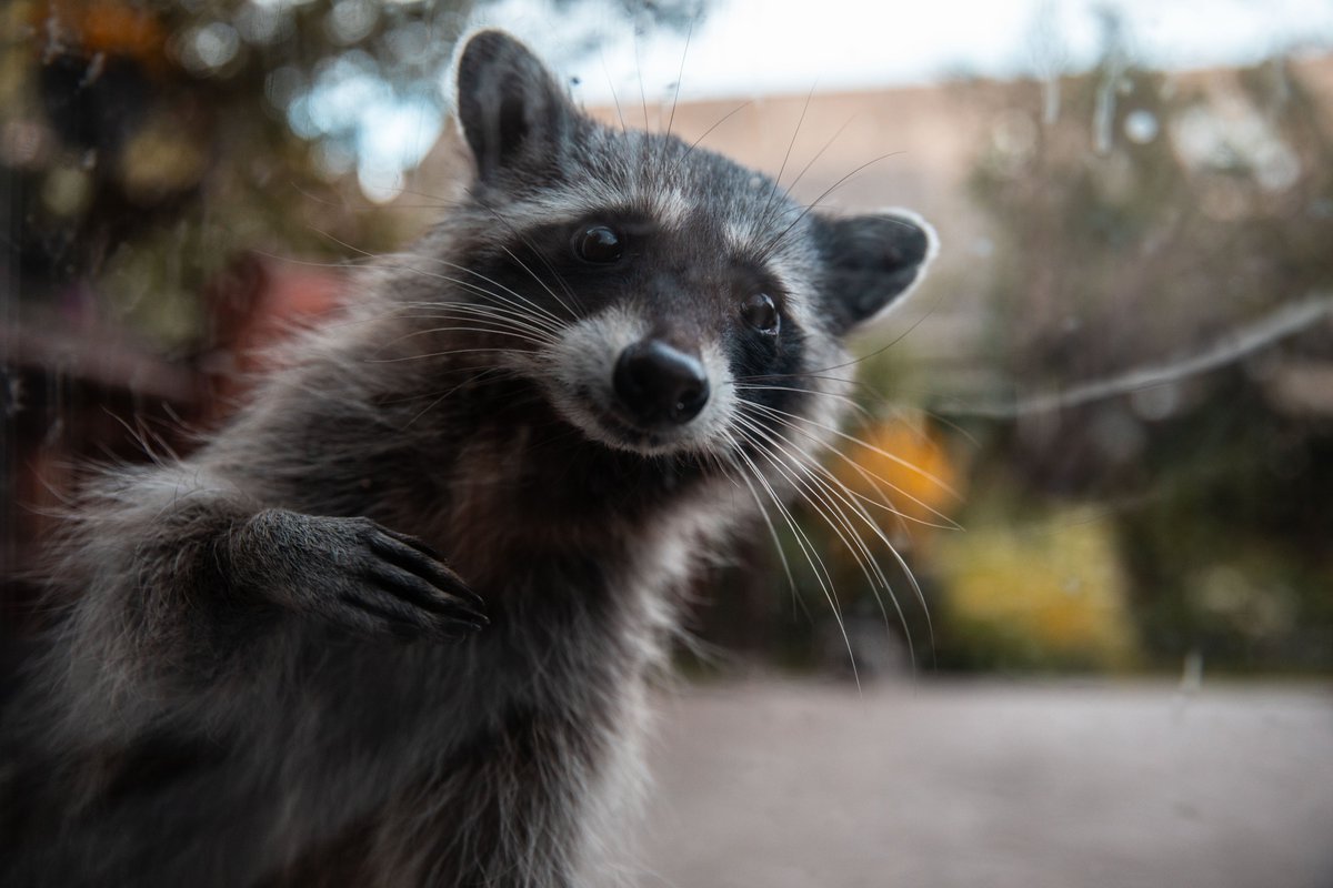 David Tesinsky tweet media