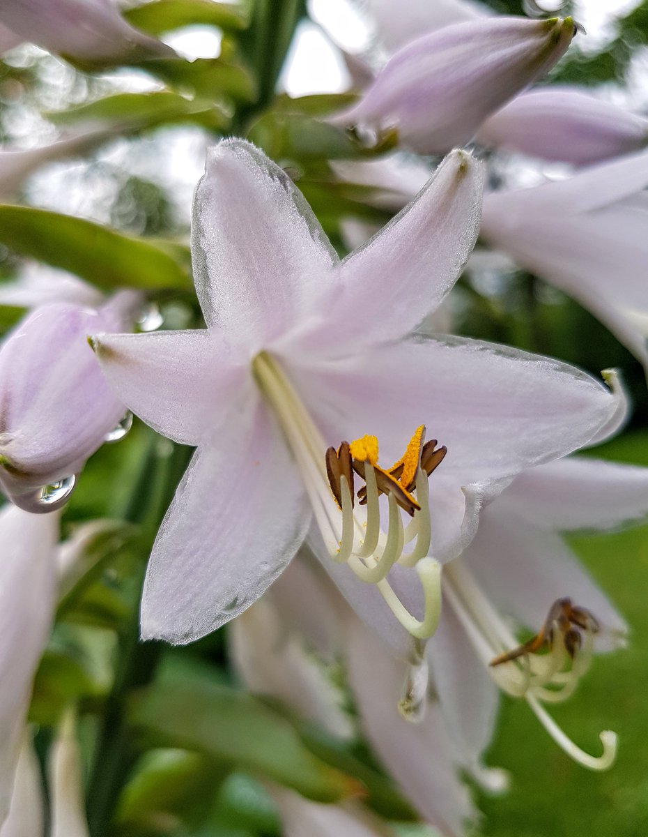 jadzia_75's tweet photo. ☔🌺
#czerwiec
#Funkia #Hosta https://t.co/LbGQVVKW1a