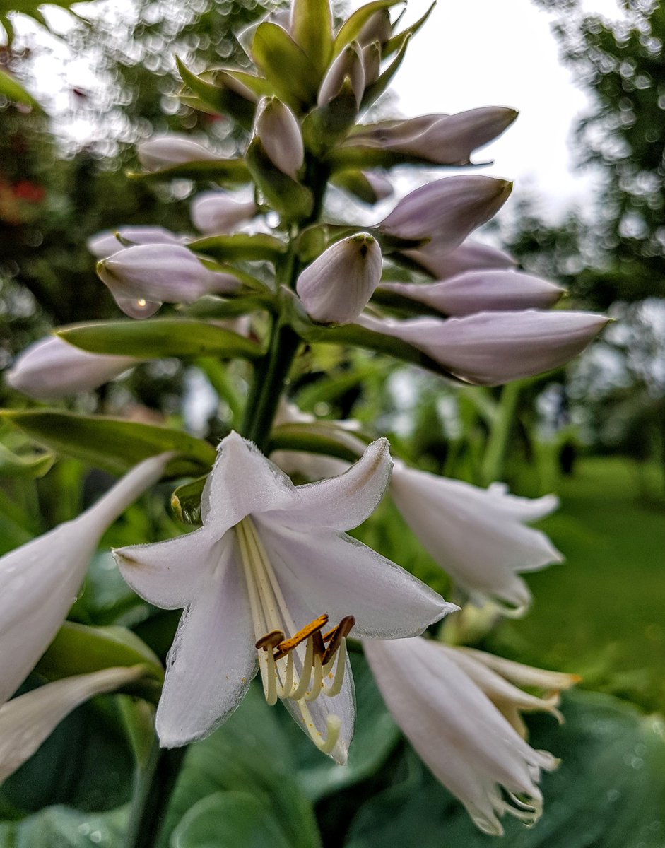 jadzia_75's tweet photo. ☔🌺
#czerwiec
#Funkia #Hosta https://t.co/LbGQVVKW1a
