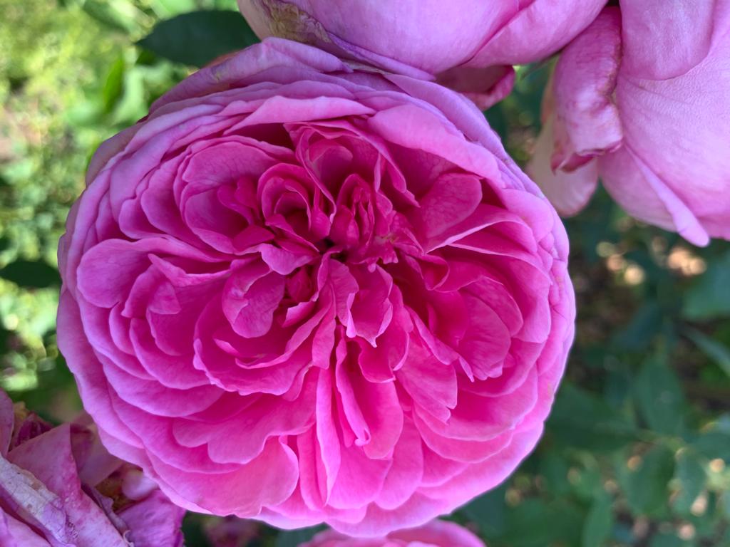Rose Celebration Weeks till 26th June <a href="/bordehillgarden/">Borde Hill Garden</a>. Today enjoying the beauty of the highly-scented, rich pink double flowers of Rosa 'Gertrude Jekyll' #roses #BritishFlowersWeek #westsussex #sussexgardens