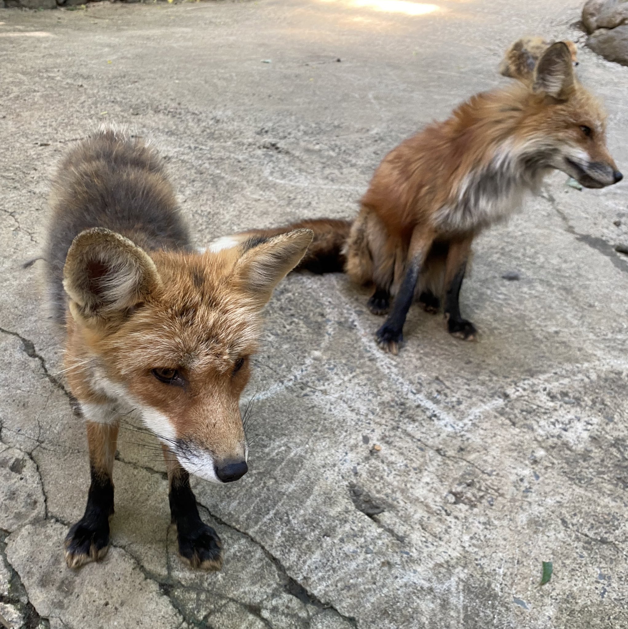 宮城蔵王キツネ村(公式)🦊 on X: 