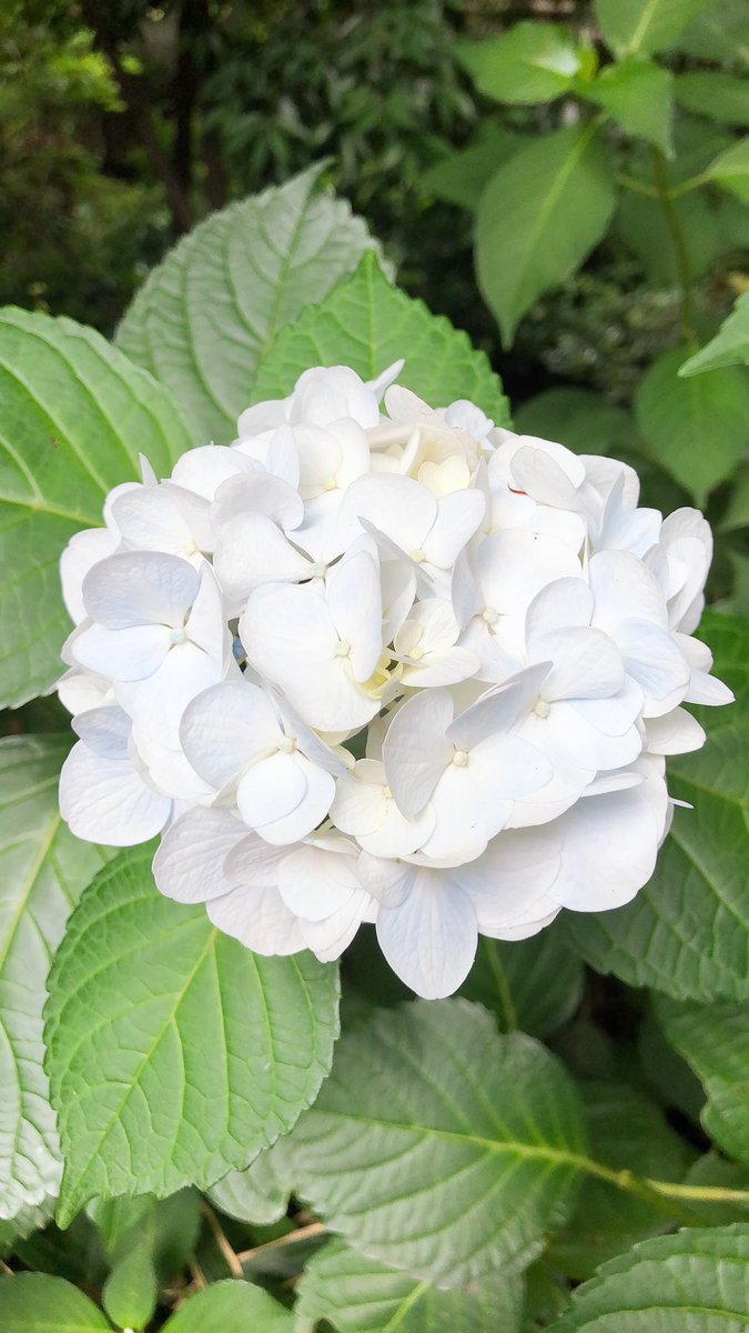 川越紫陽花 川越紫陽花