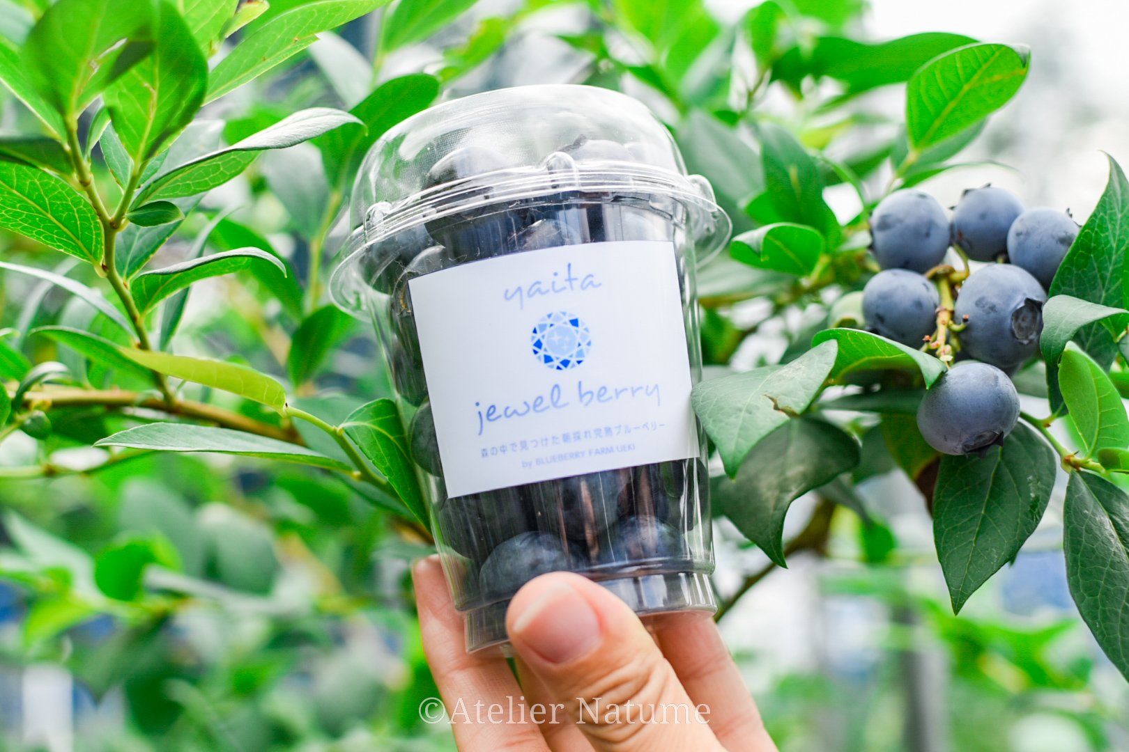 棗 No Twitter ブルーベリーファームウエキ様にて撮影をさせて頂きました 7月オープンとなります 是非ブルーベリー狩りに行ってみてください Photo Photography T Co 7hljhgb5if Twitter