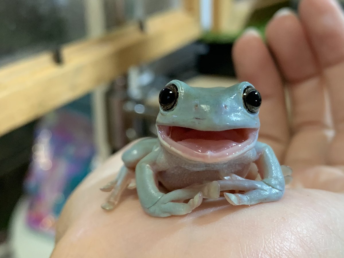 ぴよ カエルと暮らす ですよね 飼う前はこれは可愛いけどこれはイマイチっていうのがあったんですが 最近は何を見ても カエルぅぅぅぅぅ可愛いいいいいいいいいいいいいいいいいいいいいいいいいいいいいいい です