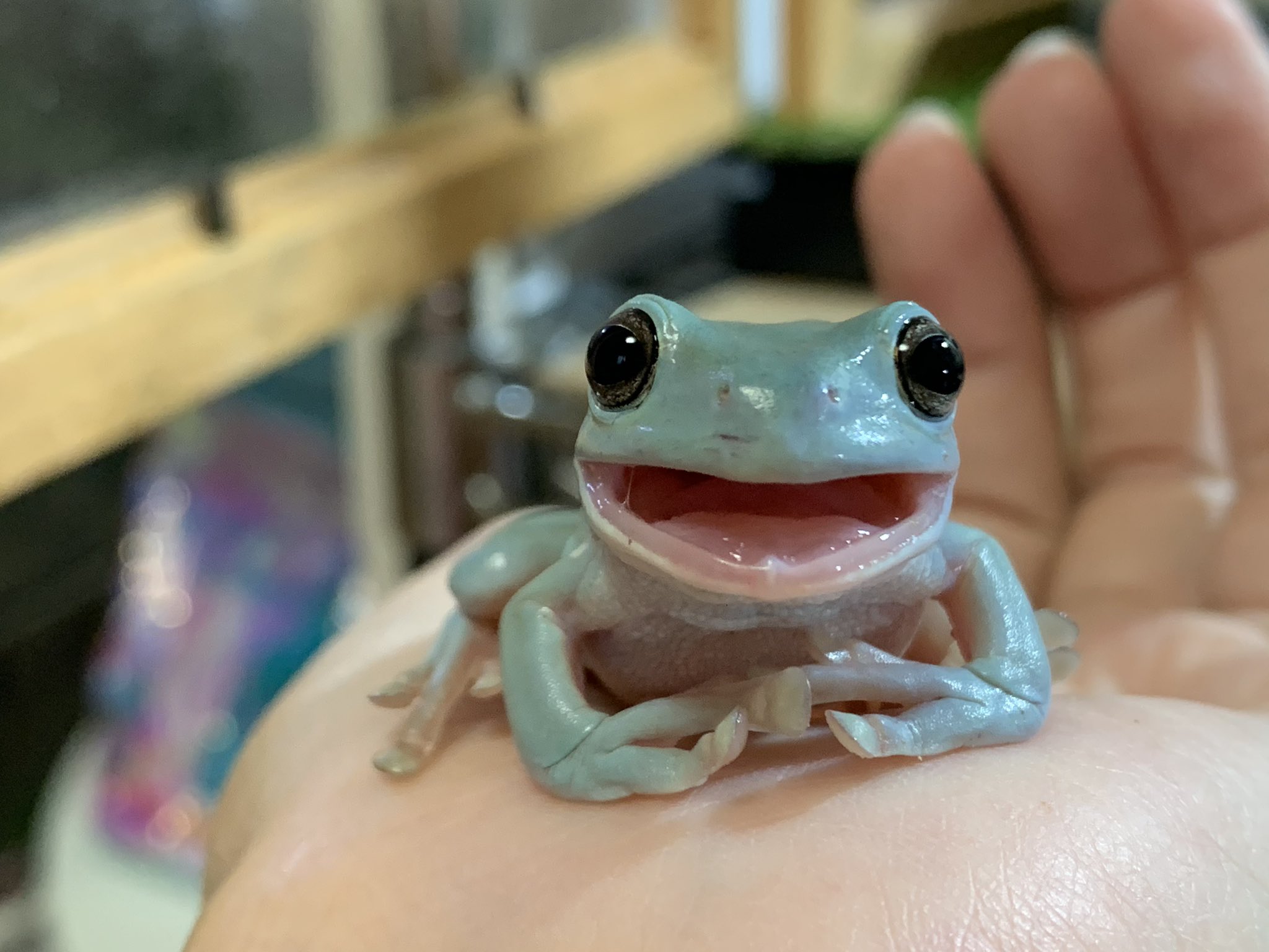 ぴよ カエルと暮らす Froglovers0613 ですよね 飼う前はこれは可愛い けどこれはイマイチっていうのがあったんですが 最近は何を見ても カエルぅぅぅぅぅ可愛いいいいいいいいいいいいいいいいいいいいいいいいいいいいいいい です Twitter