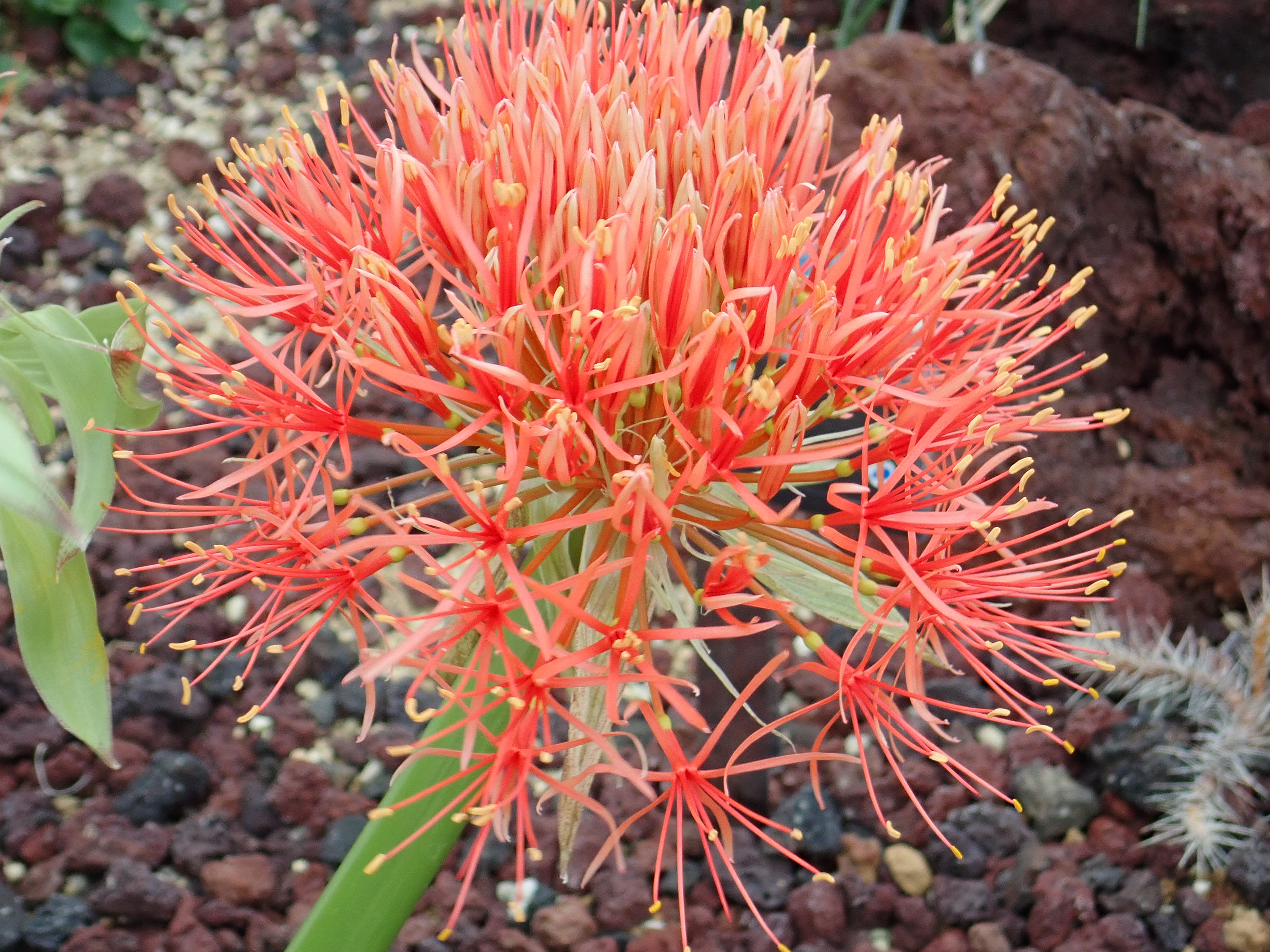 神代植物公園 ニュース Twitter पर スタッフより 園芸係 大温室乾燥地室で センコウハナビ Scadoxus Ultiflorus の花が咲きました 熱帯アフリカ東部原産のヒガンバナ科の球根植物で 初夏に地中から花茎を伸ばし 直径18 ほどの大きな丸い花を咲かせ