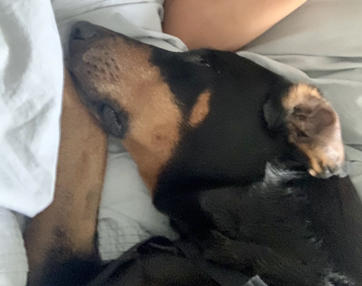 DobermanRoxythe's tweet photo. Yes Iβve clearly got an ear issue but thatβs not the point.
The point is itβs Saturday morning & Iβm on the bed π
#TeamRoxy #Doberman #Wobblersyndrome #ThanksfortheliftDad https://t.co/xvOzqSywF4