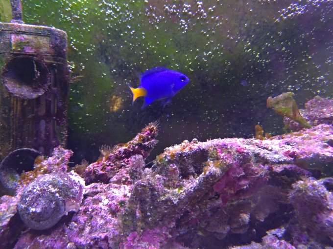 シリキルリスズメダイを飼育してみよう Wicture ウィクチャ