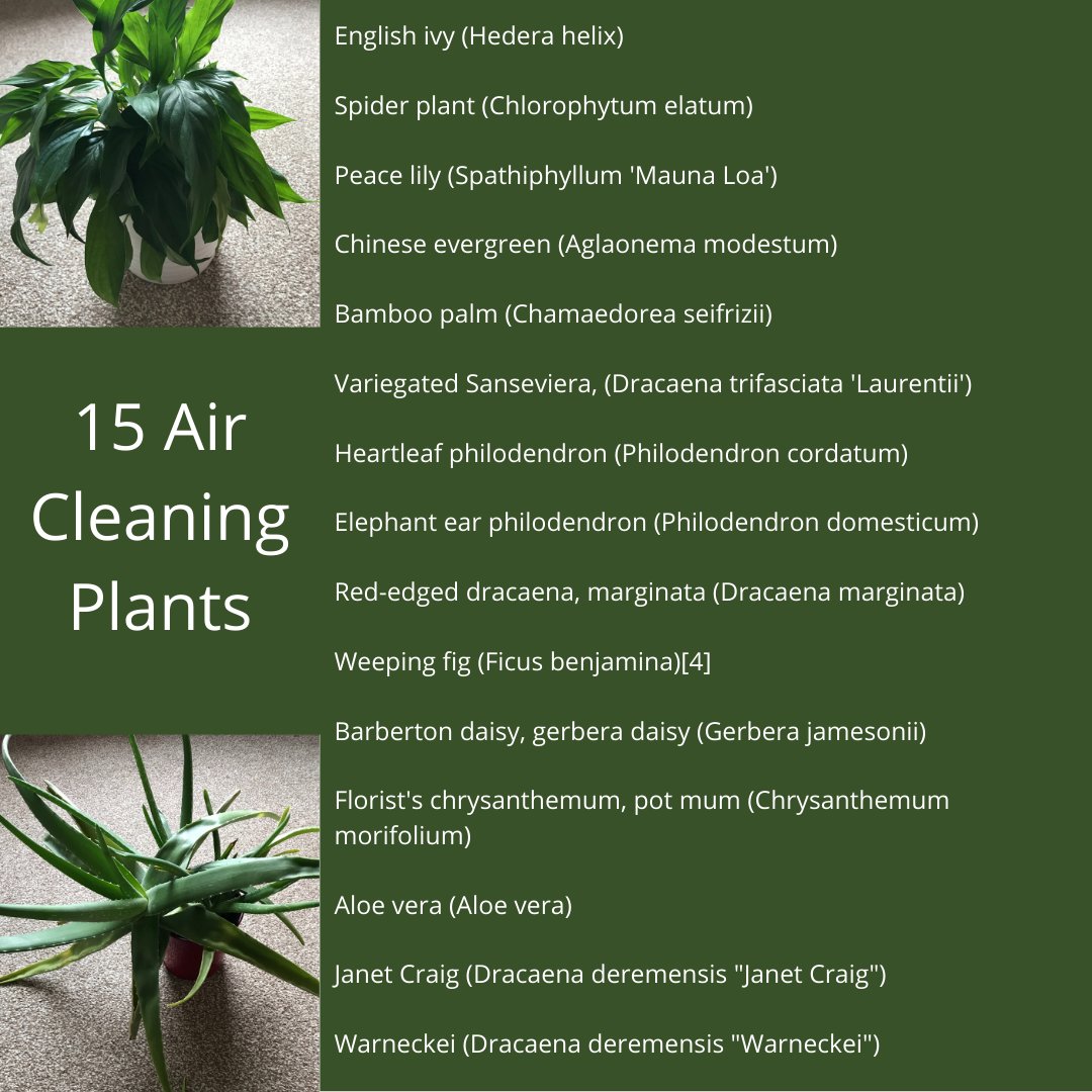 Earthcompanion's tweet photo. NASA's Clean Air Study (1989) identified a number of plants that are good for purifying air in the home. In 2019 another study suggested that to be be truly effective you'd need approx 93 plants per average home!!  Either way, we feel plants in the home are good for well-being. https://t.co/NyPkRkpewM