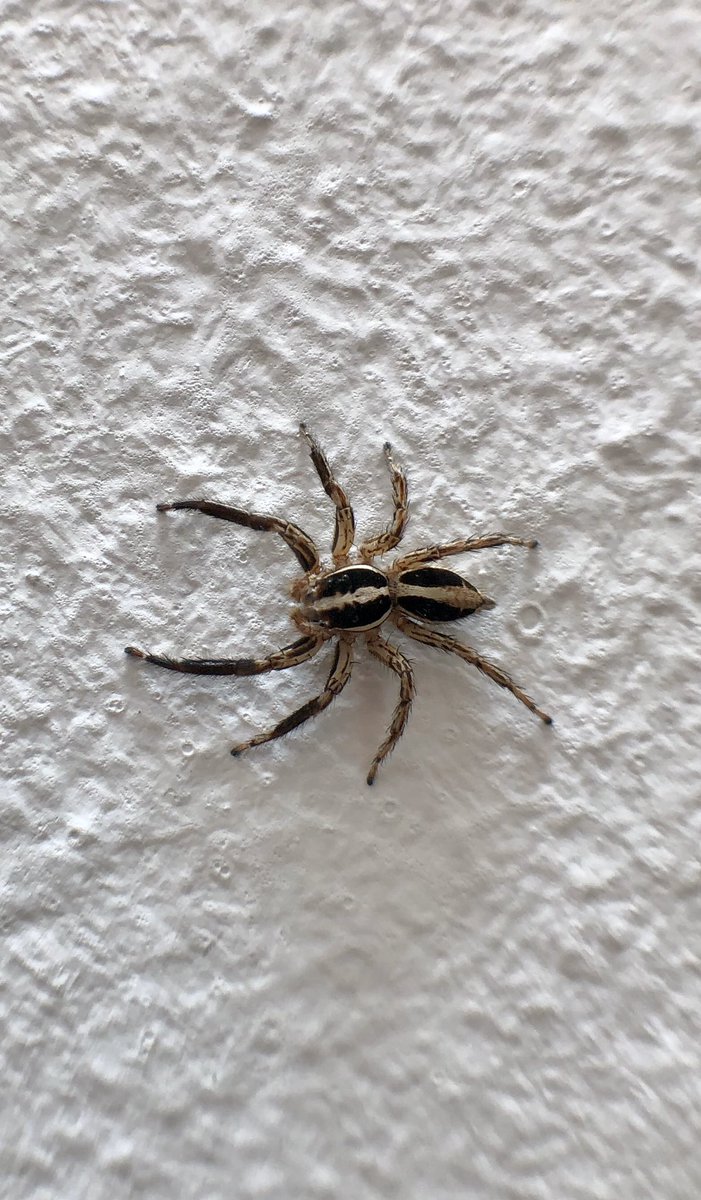 Pleksippus dedi iNaturalist.
#Spiders