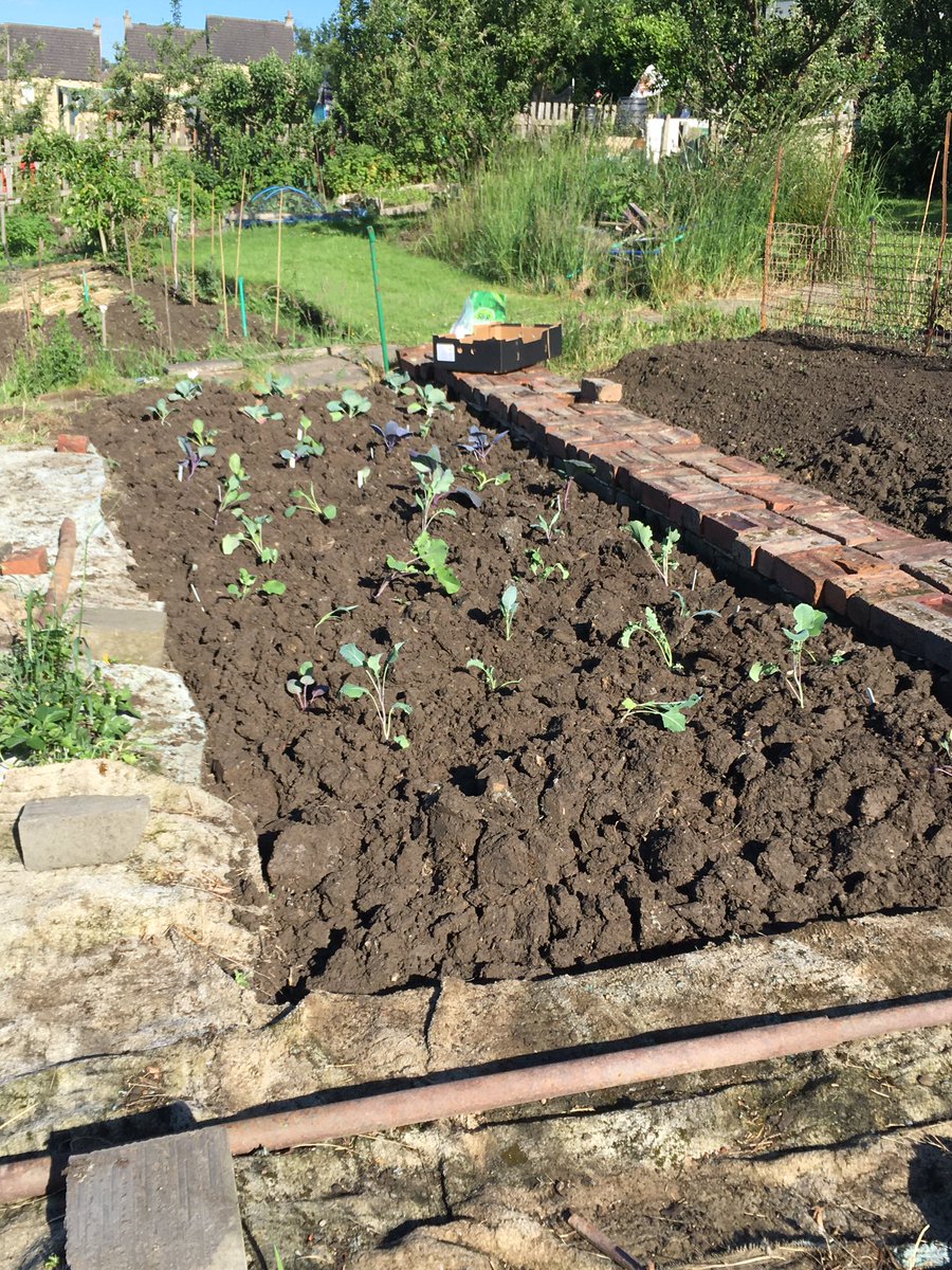 Planted up my brassica bed thanks to <a href="/GrowingNewsome/">Growing Newsome</a>