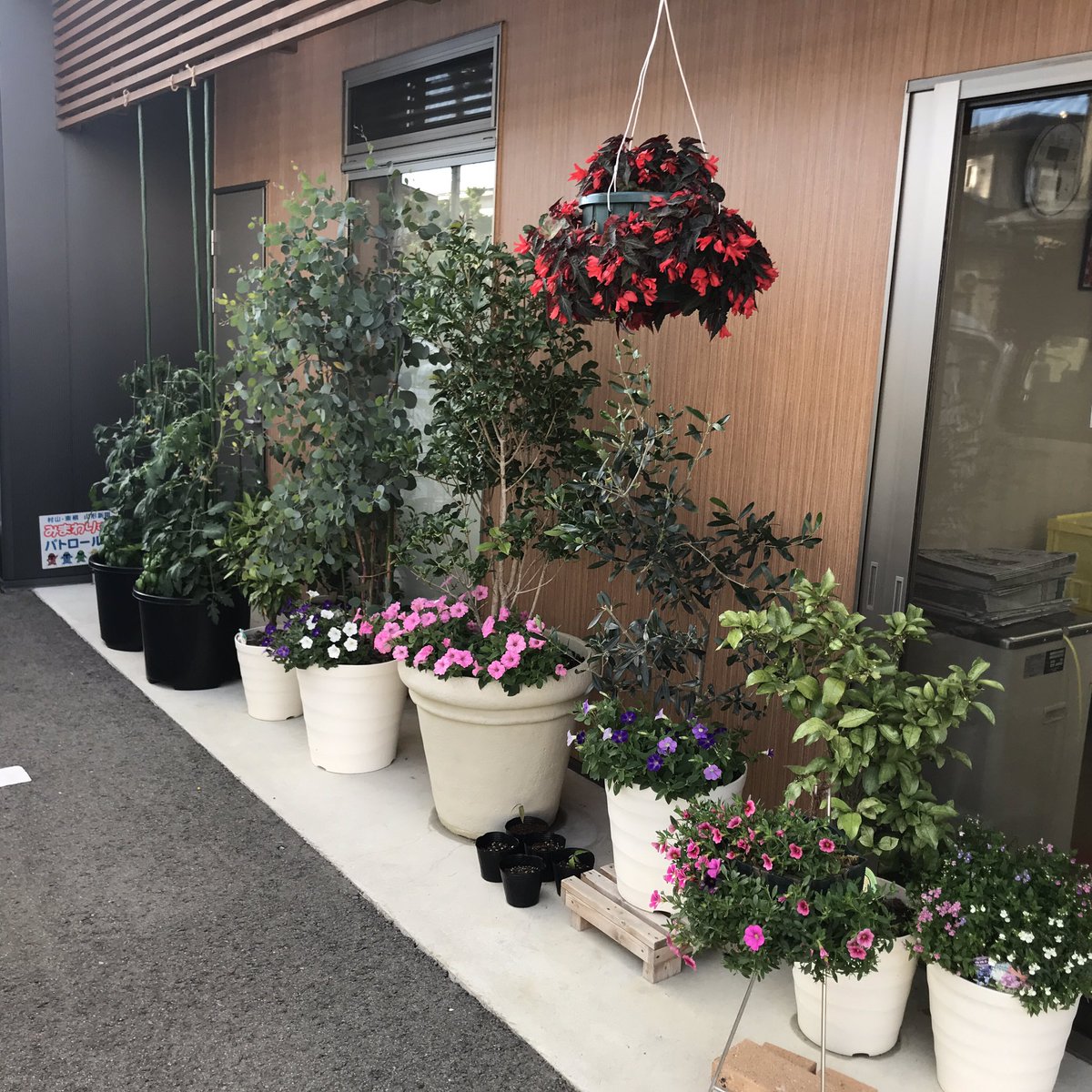 山形新聞n 東根専売所 今週もスタッフの皆さんが頑張って新聞販売店を支えてくれているお陰でお店の花の手入れに集中出来ました 当店ではお花を第三ののスタッフと呼んでいます オリーブ ユーカリ キンモクセイ ビスタ スーパーベル ペゴニア