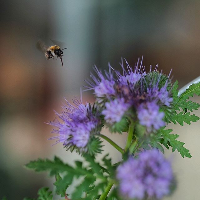 Bumbelbee

Shot with #fujifilm #fujifilmxpro3 #fujinon90mm #90mmf2 #fujilove 
Quick edit with #snapseed 
_

#insects #insect #flowers #closeup #nature #animals #animals #instanature #instagood #macrogardener #creature #creatures #green #photooftheday #photography #wildlife #natur