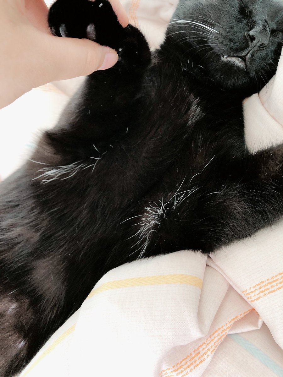 고양이도 겨털이 있나용¿