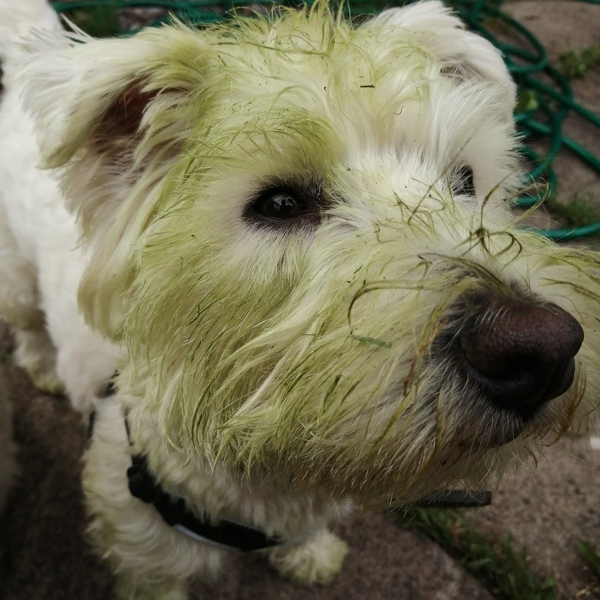 bodgerone's tweet photo. @BBCRadio2 Hi A &amp; M, here's our dog Spike after rolling in the freshly cut grass. He gets up to all sorts, taking a bite out of a cake while the fridge door was open. He keeps us busy while we're trying to work from home. Love the show. Craig &amp; Joanne in Livingston https://t.co/fKdmAg8ZYF