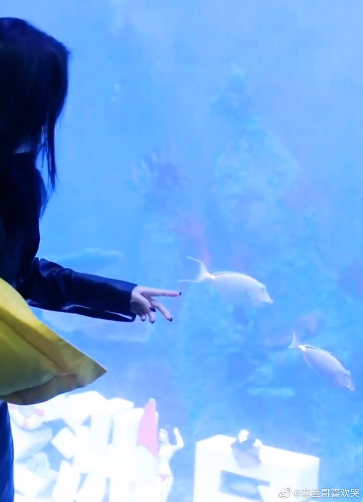 ZhaoXiaotttttan's tweet photo. เห็นปลาแล้วมีความสุขสิน่ะ555🐟🍬❤️

#Zhaoxiaotang #YuShuXin #EstherYu #ถังซิน #dyth https://t.co/Uf4PZYKuPd